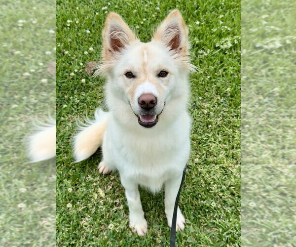 Medium Photo #1 Mutt Puppy For Sale in San Leon, TX, USA