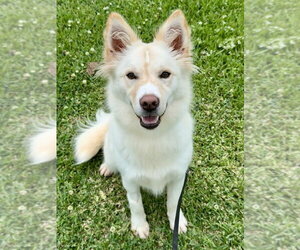 Mutt Dogs for adoption in San Leon, TX, USA