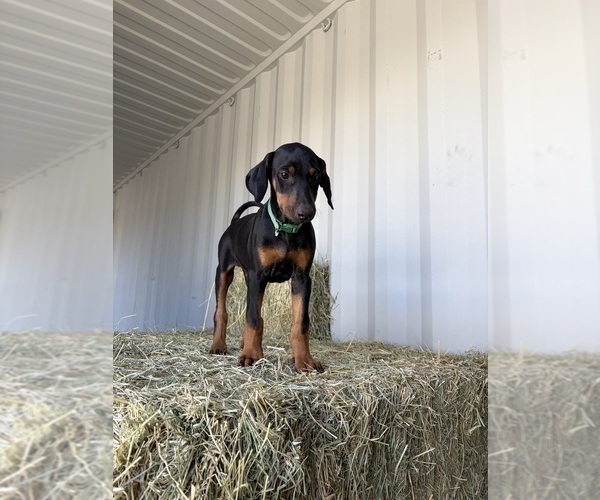 Medium Photo #8 Doberman Pinscher Puppy For Sale in HAMMOND RANCH, CA, USA