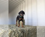 Small #7 Doberman Pinscher