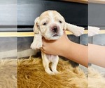 Small #5 Cocker Spaniel