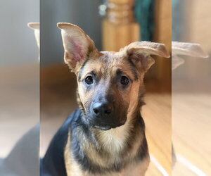 Mutt Dogs for adoption in Andover, MN, USA