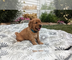 Golden Retriever Puppy for sale in GOSHEN, IN, USA
