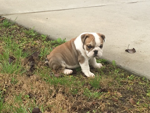 Medium Photo #1 Bulldog Puppy For Sale in WALLER, TX, USA