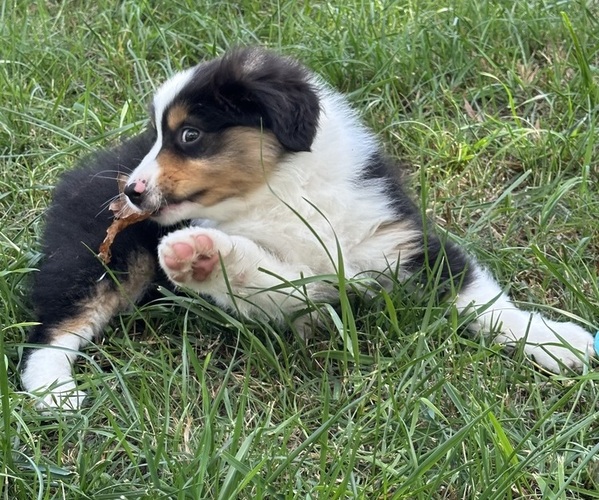 Medium Photo #2 Miniature American Shepherd Puppy For Sale in NOLENSVILLE, TN, USA