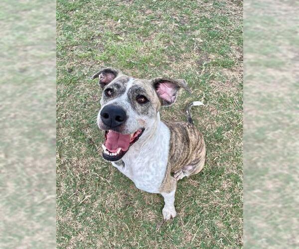 Medium Photo #2 Pointer-Unknown Mix Puppy For Sale in Pasadena, TX, USA
