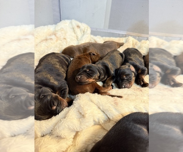 Medium Photo #1 Doberman Pinscher Puppy For Sale in SANTA CLARITA, CA, USA