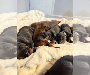 Doberman Pinscher Puppy for Sale in SANTA CLARITA, California USA