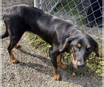 Small #2 Black and Tan Coonhound