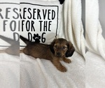 Small #3 Dachshund