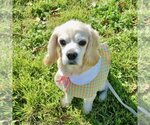 Small Photo #5 Cocker Spaniel Puppy For Sale in Sherman Oaks, CA, USA