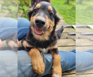 English Shepherd Puppy for sale in SCHUYLERVILLE, NY, USA
