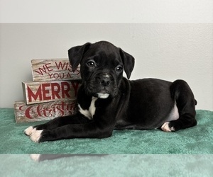 Boxer Puppy for sale in INDIANAPOLIS, IN, USA