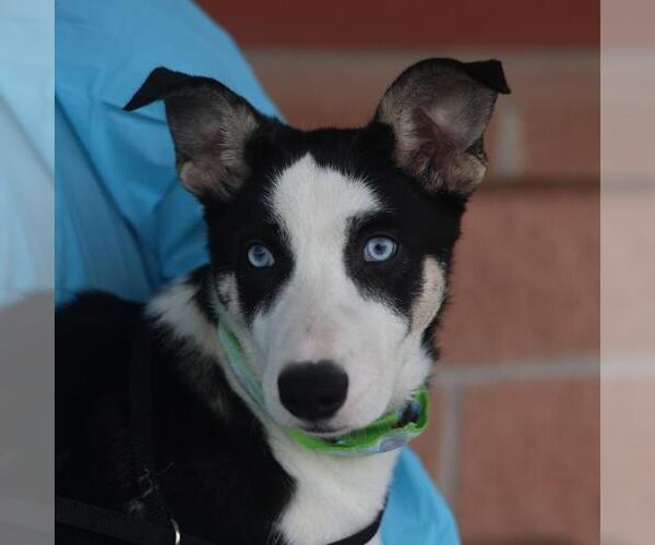 Medium Photo #1 Siberian Husky-Unknown Mix Puppy For Sale in San Antonio, TX, USA