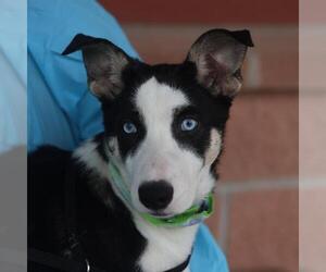 Siberian Husky-Unknown Mix Dogs for adoption in San Antonio, TX, USA