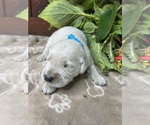 Small #5 Golden Retriever