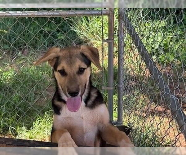 Medium Photo #2 German Shepherd Dog-Unknown Mix Puppy For Sale in Silver Spring, MD, USA