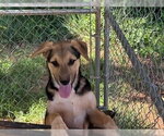 Small #1 German Shepherd Dog Mix