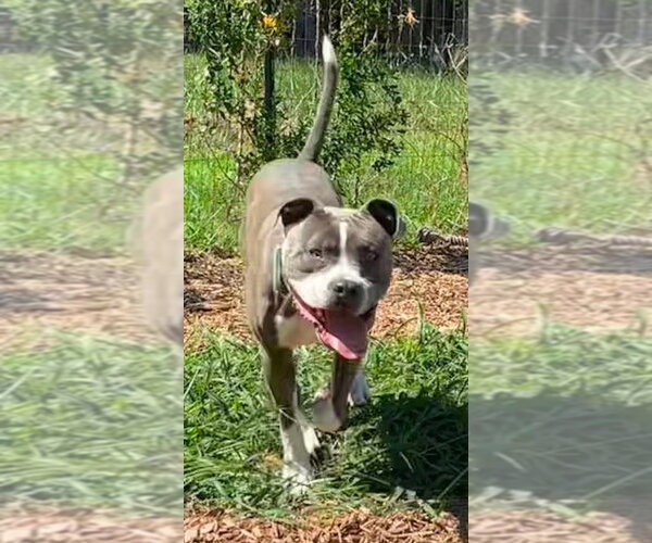 Medium Photo #5 Mutt Puppy For Sale in Rustburg, VA, USA