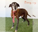 Percy - Male Greyhound-Labrador Retriever Mix Dog for Adoption - Small photo