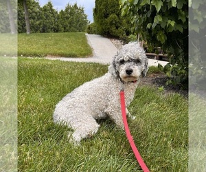 Father of the Poodle (Miniature) puppies born on 11/12/2025