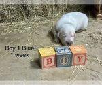 Small #2 Great Pyrenees