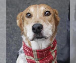 Mutt Dogs for adoption in San Antonio, TX, USA