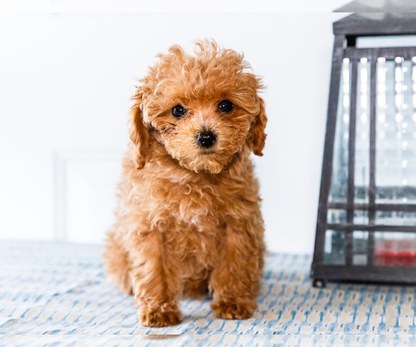 Medium Photo #34 Poodle (Toy) Puppy For Sale in WAKARUSA, IN, USA