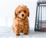 Small Photo #34 Poodle (Toy) Puppy For Sale in WAKARUSA, IN, USA