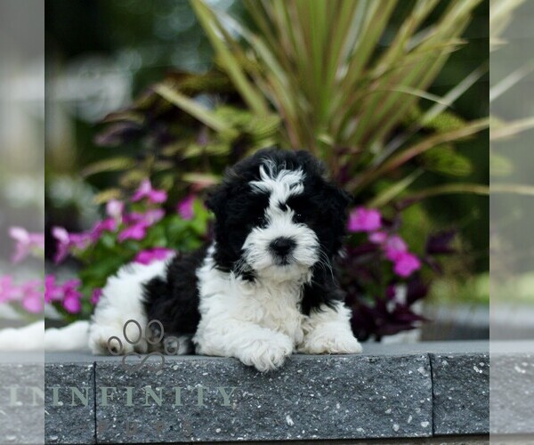Medium Photo #3 Zuchon Puppy For Sale in GORDONVILLE, PA, USA
