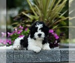Small #2 Zuchon