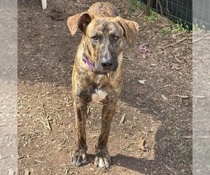 Wiley: At shelter - Male Great Dane-Unknown Mix Dog for Adoption - Photo #4
