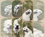 Small #2 Great Pyrenees Mix
