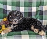 Small Photo #4 Miniature Bernedoodle-Poodle (Miniature) Mix Puppy For Sale in OXFORD, PA, USA