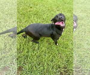 Trixie - Female Mutt Dog for Adoption - Photo #3