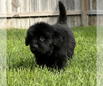 Small Photo #64 Newfoundland Puppy For Sale in CAMBRIDGE, NE, USA