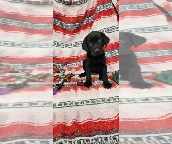 Medium Photo #5 Labrador Retriever Puppy For Sale in MERIDEN, KS, USA