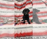 Small Photo #5 Labrador Retriever Puppy For Sale in MERIDEN, KS, USA