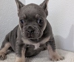 Small #2 French Bulldog