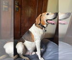 Small #1 Coonhound Mix