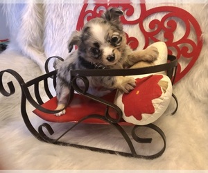 Chihuahua Puppy for sale in NEWVILLE, PA, USA