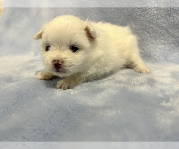 Medium Photo #30 Pomeranian Puppy For Sale in DES MOINES, WA, USA
