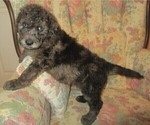 Small Photo #2 Double Doodle Puppy For Sale in LINCOLN, AL, USA