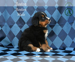 Small Photo #30 Bernese Mountain Dog Puppy For Sale in HARRISONBURG, VA, USA