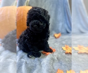 Poodle (Miniature) Puppy for sale in CONWAY, SC, USA