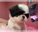 Small Photo #15 Shih Tzu Puppy For Sale in VENETA, OR, USA
