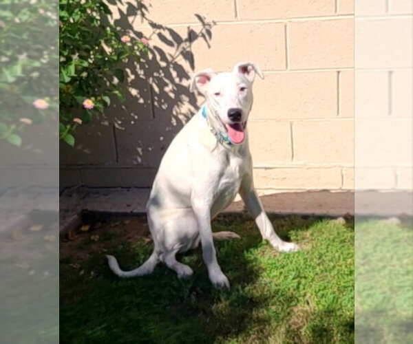 Medium Photo #4 Border Collie-Unknown Mix Puppy For Sale in Mesa, AZ, USA