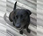 Small Photo #4 Labrador Retriever Puppy For Sale in WINTERVILLE, NC, USA
