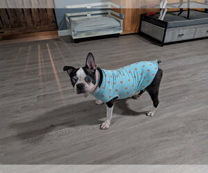 Betsy - Female Boston Terrier Dog for Adoption - Photo #4