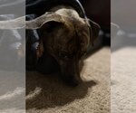 Small #10 Labrador Retriever-Plott Hound Mix